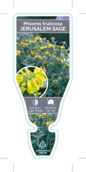 Picture of PHLOMIS FRUTICOSA JERUSALEM SAGE                                                                                                                      