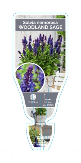 Picture of SALVIA NEMOROSA                                                                                                                                       
