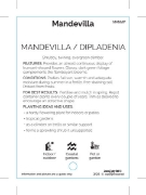 Picture of MANDEVILLA (MIXED PICTURE)                                                                                                                            