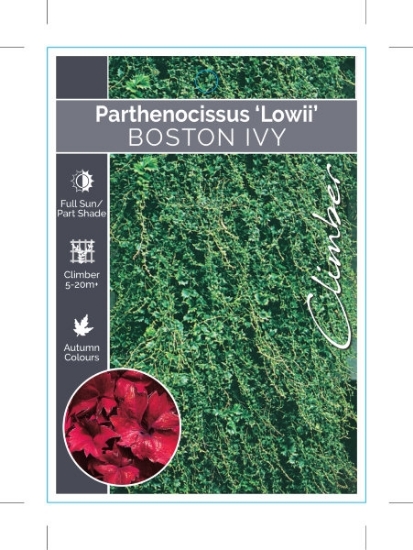 Picture of PARTHENOCISSUS TRICUSPIDATA LOWII BOSTON IVY                                                                                                          