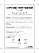 Picture of PARTHENOCISSUS TRICUSPIDATA LOWII BOSTON IVY                                                                                                          