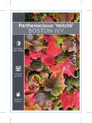 Picture of PARTHENOCISSUS TRICUSPIDATA VEITCHII BOSTON IVY                                                                                                       
