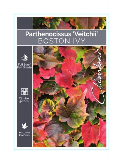 Picture of PARTHENOCISSUS TRICUSPIDATA VEITCHII BOSTON IVY                                                                                                       