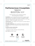 Picture of PARTHENOCISSUS TRICUSPIDATA VEITCHII BOSTON IVY                                                                                                       