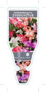 Picture of CACTUS SCHLUMBERGERA ZYGOCACTUS MIXED PICTURE                                                                                                         