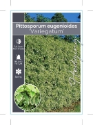 Picture of PITTOSPORUM EUGENIOIDES VARIEGATUM                                                                                                                    