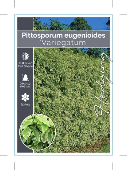 Picture of PITTOSPORUM EUGENIOIDES VARIEGATUM                                                                                                                    