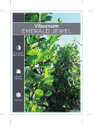 Picture of VIBURNUM ODORATISSIMUM EMERALD JEWEL                                                                                                                  