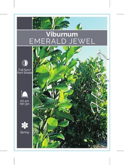 Picture of VIBURNUM ODORATISSIMUM EMERALD JEWEL                                                                                                                  
