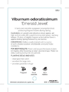 Picture of VIBURNUM ODORATISSIMUM EMERALD JEWEL                                                                                                                  