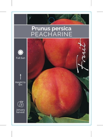 Picture of FRUIT PEACHARINE                                                                                                                                      
