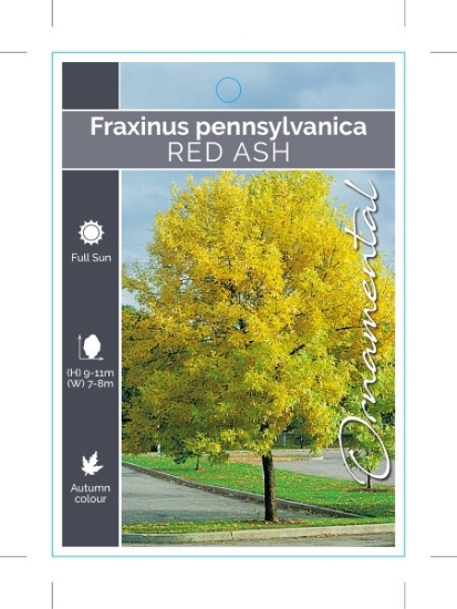 Picture of FRAXINUS PENNSYLVANICA RED ASH                                                                                                                        