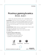 Picture of FRAXINUS PENNSYLVANICA RED ASH                                                                                                                        