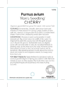 Picture of FRUIT CHERRY RONS SEEDLING (HERITAGE)                                                                                                                 