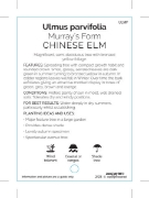 Picture of ULMUS PARVIFOLIA MURRAYS FORM                                                                                                                         