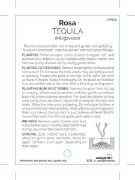 Picture of ROSE TEQUILA (FL)                                                                                                                                     