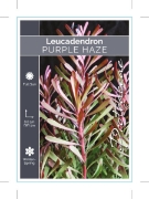Picture of LEUCADENDRON PURPLE HAZE                                                                                                                              