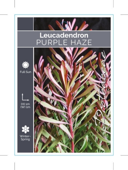 Picture of LEUCADENDRON PURPLE HAZE                                                                                                                              