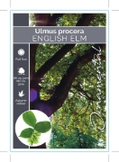 Picture of ULMUS PROCERA ENGLISH ELM                                                                                                                             