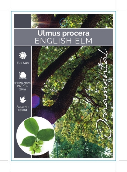 Picture of ULMUS PROCERA ENGLISH ELM                                                                                                                             