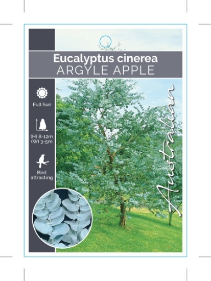 Picture of EUCALYPTUS CINEREA ARGYLE APPLE                                                                                                                       