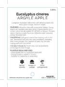 Picture of EUCALYPTUS CINEREA ARGYLE APPLE                                                                                                                       