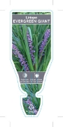 Picture of LIRIOPE MUSCARI EVERGREEN GIANT                                                                                                                       