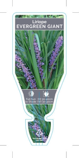 Picture of LIRIOPE MUSCARI EVERGREEN GIANT                                                                                                                       