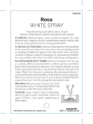 Picture of ROSE WHITE SPRAY (FL)                                                                                                                                 