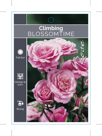 Picture of ROSE BLOSSOMTIME CLIMBING                                                                                                                             