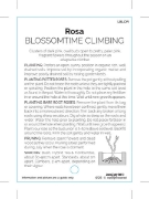 Picture of ROSE BLOSSOMTIME CLIMBING                                                                                                                             