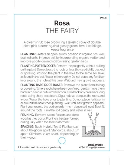 Picture of ROSE THE FAIRY (POLYANTHA)                                                                                                                            