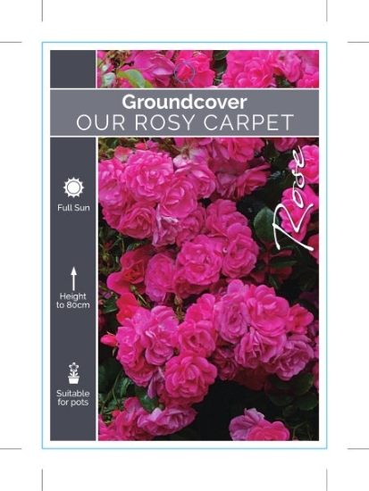 Picture of ROSE OUR ROSY CARPET (GROUNDCOVER)                                                                                                                    