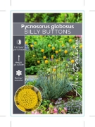 Picture of PYCNOSORUS GLOBOSUS BILLY BUTTONS                                                                                                                     