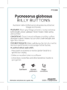 Picture of PYCNOSORUS GLOBOSUS BILLY BUTTONS                                                                                                                     