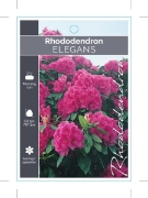Picture of RHODODENDRON ELEGANS                                                                                                                                  