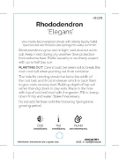 Picture of RHODODENDRON ELEGANS                                                                                                                                  
