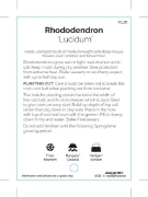 Picture of RHODODENDRON LUCIDIUM                                                                                                                                 