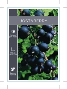 Picture of FRUIT JOSTABERRY                                                                                                                                      