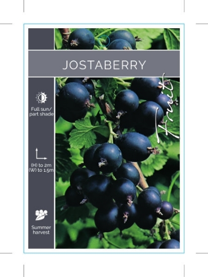 Picture of FRUIT JOSTABERRY                                                                                                                                      
