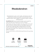 Picture of RHODODENDRON - MIXED PICTURE (UNNAMED VARIETY)                                                                                                        