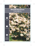 Picture of RHODODENDRON DAVIESII                                                                                                                                 