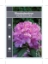 Picture of RHODODENDRON PONTICUM                                                                                                                                 
