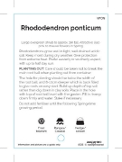 Picture of RHODODENDRON PONTICUM                                                                                                                                 