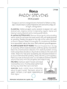 Picture of ROSE PADDY STEPHENS (HT)                                                                                                                              