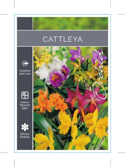 Picture of HOUSEPLANT CATTLEYA ORCHID                                                                                                                            