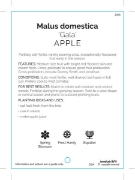 Picture of FRUIT APPLE GALA Jumbo Tag                                                                                                                            