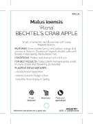 Picture of MALUS IOENSIS PLENA BETCHELS CRAB APPLE                                                                                                               