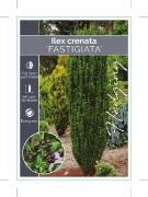 Picture of ILEX CRENATA FASTIGIATA                                                                                                                               