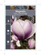 Picture of MAGNOLIA IOLANTHE                                                                                                                                     